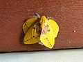 Female rose-myrtle lappet moth hanging on the wooden door