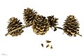cones and seeds - museum specimen