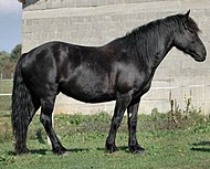 A Mérens horse