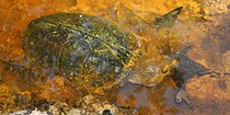 Razorback musk turtle (Sternotherus carinatus) in Hardin County