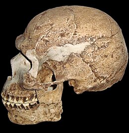A hominin skull dated to about 90,000 years ago
