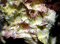 Farbloser bis blassgelber, faseriger Studtit aus der Grube Krunkelbach, Menzenschwand, Deutschland (Bildbreite: 4 mm)