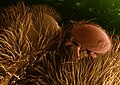 Image 21 Varroa destructor Image credit: Erbe & Pooley, ARS Varroa destructor, a species of mite, is seen parasitizing a honeybee host in this digitally colorized low-temperature scanning electron microscope image. Varroa mites threaten agricultural pollination directly by weakening and destroying bee colonies. They also mandate more regular management of hives that is both labor-intensive and expensive. More selected pictures