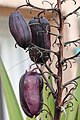 Yucca aloifolia purplish fruits