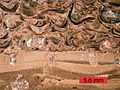 Cross-section of a carbonate hardground encrusted by oysters and bored by bivalves (Gastrochaenolites)