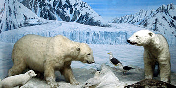 Mounted polar bears in a diorama