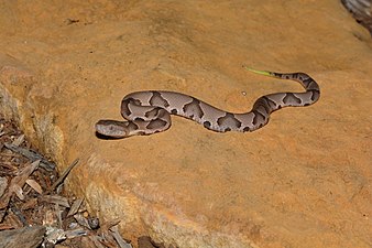 A copperhead from Jefferson Co., Missouri with yellow tail typical of juveniles (2 Sept. 2018).