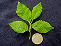 Goodyer's Elm leaves and £1 coin