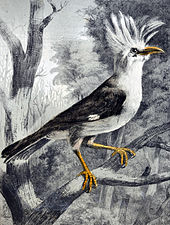 Painting of bright-eyed hoopoe starling on a tree branch