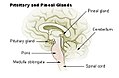 Pituitary and pineal glands