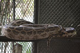 Indian rock python