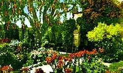 A postcard image of San Juan Capistrano's once-prized California pepper tree, formerly a focal point of the Mission gardens.