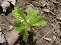 Emerging leaf in spring