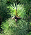 Pinus ponderosa subsp. ponderosa, kultiviert, Newcastle, UK