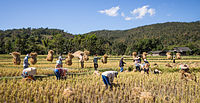 After the harvest, rice straw is gathered in the traditional way from small paddy fields in Mae Wang, Thailand