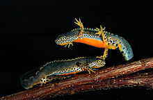 Two newts with orange bellies under water
