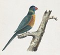 Green Parrot, watercolor painting by Adrien Taunay the Younger, c. 1819, National Library of Australia