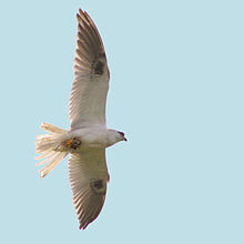 Black-shouldered kite flying with a mouse in its talons