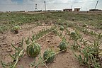 Desert gourds (Citrullus colocynthis) growing in Ain Al Nuaman