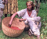 Ethiopian woman gathering coffee beans in a basket