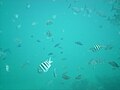 Various fish species (chubs, blue chromis, sergeant majors, bar jacks) at Molasses Reef