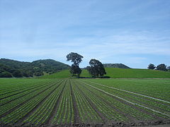 Agricultural fields in the Salinas Valley