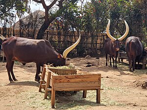 Inyambo-Rinder in Nyanza