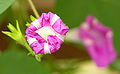 The top of partially curled Ipomoea purpurea in early afternoon