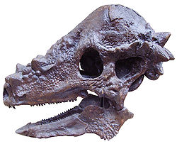 Pachycephalosaurus skull.