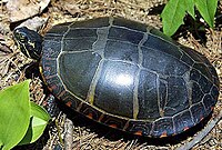 A full overhead shot of an eastern painted turtle