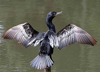 The neotropic cormorant is used for fishing in Peru