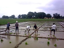 Agriculture Fields of Institute of Agricultural Sciences, BHU