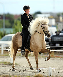 A tan-colored horse with darker brown on its hindquarters being ridden in a dirt ring by a rider in black formal attire