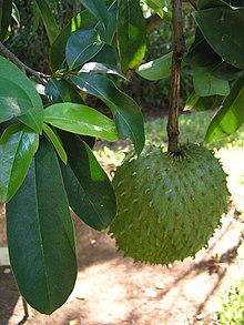 A spiy green fruit growing on a tree