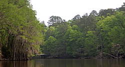 Big Cypress Bayou, Caddo Lake State Park, Harrison County, Texas, (April 2017)
