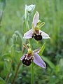 Ophrys apifera Inflorescence