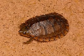 Creaser's mud turtle (Kinosternon creaseri), juvenile from Yucatán, México.