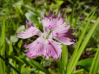 The color pink takes its name from the flowers called pinks, members of the genus Dianthus.
