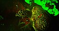 Fluorescent markings on Hawksbill sea turtle