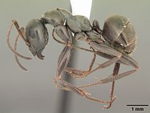 Formica subsericea worker ant
