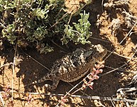 Greater short-horned lizard (P. douglassi brevirostre), Sweetwater County, Wyoming, USA (15 June 2016).