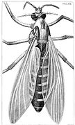 Hooke's drawing of a gnat