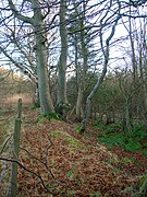 Beech planted on a march dyke (boundary hedge) in Scotland