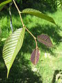 Emergent leaves, Great Fontley elm, grown from seed sent from Morton Arboretum