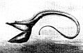 Image 44Pelican eel (from Deep-sea fish)