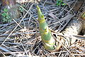 Growth in Taiwan regional low elevation flat land thorn bamboo shoots.
