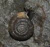 A photograph of dark land snail with brown shell