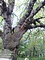 Burls on trunk and branches of wych elm, Dalry Cemetery, Edinburgh