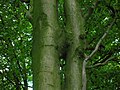 Beech tree trunks conjoined