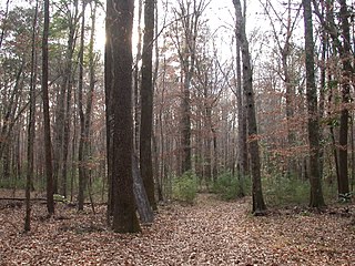 Bottomland mixed hardwood-spruce pine forest along the West Fork Amite River